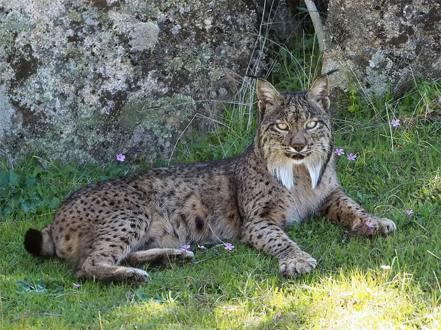 Lince Ibérico